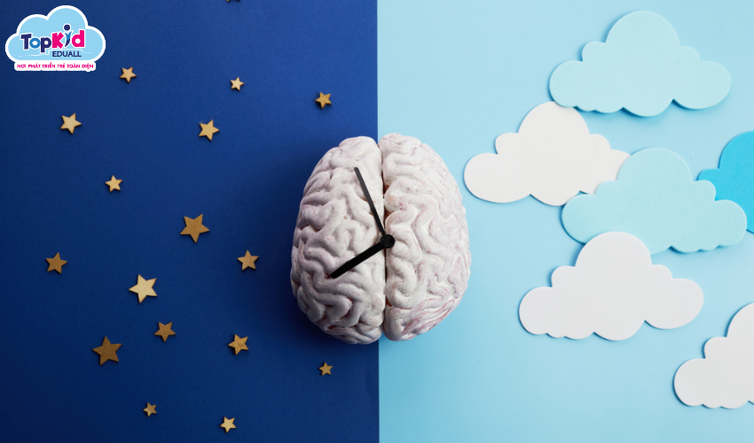 Nhịp sinh học đóng vai trò quan trọng