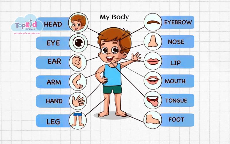Chủ đề từ vựng tiếng Anh cho trẻ em về bộ phận cơ thể