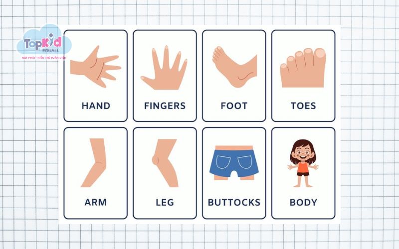 Flashcard bộ phận cơ thể (Body parts)
